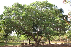 Anacardium occidentale
